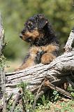 AIREDALE TERRIER 241